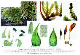 Attēlu rezultāti vaicājumam “Platygyrium repens”