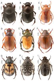 Attēlu rezultāti vaicājumam “Aphodius subterraneus”