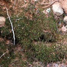 Attēlu rezultāti vaicājumam “Dicranella crispa”