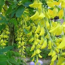 Attēlu rezultāti vaicājumam “Laburnum anagyroides”
