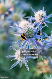 Attēlu rezultāti vaicājumam “Eryngium maritimum flower”
