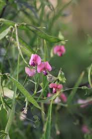 Attēlu rezultāti vaicājumam “Lathyrus sylvestris leaf”