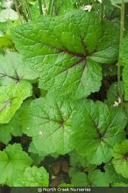 Attēlu rezultāti vaicājumam “Bayeriola thymicola”