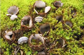 Attēlu rezultāti vaicājumam “Geopora arenicola”