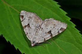 Attēlu rezultāti vaicājumam “Macaria wauaria”