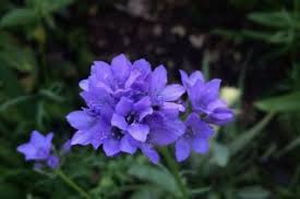 Attēlu rezultāti vaicājumam “Polemoniaceae”