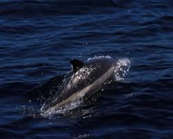 Image result for Leucopleurus acutus