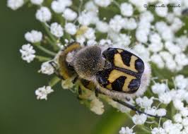 Attēlu rezultāti vaicājumam “Trichius fasciatus imago”