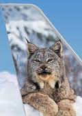Frontier Airlines Commercial