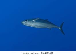 Image result for Thunnus albacares