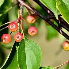 Attēlu rezultāti vaicājumam “Malus baccata fruit”