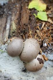 Attēlu rezultāti vaicājumam “Lycogala flavofuscum spores”