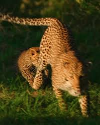 Attēlu rezultāti vaicājumam “Lycogala leopardinum young”