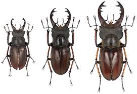 Attēlu rezultāti vaicājumam “Lucanidae”