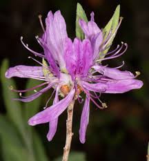 Attēlu rezultāti vaicājumam “Rhododendron canadense”