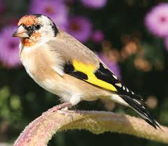 Attēlu rezultāti vaicājumam “Carduelis carduelis”
