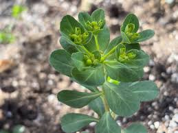 Attēlu rezultāti vaicājumam “Euphorbia helioscopia leaf”