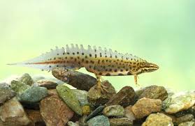 Attēlu rezultāti vaicājumam “Triturus vulgaris”