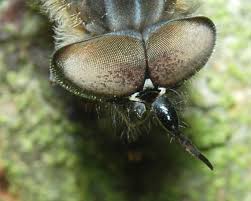 Attēlu rezultāti vaicājumam “Haematopota sp.”