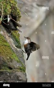 Attēlu rezultāti vaicājumam “Cinclus cinclus adult”