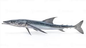 Image result for Belone belone