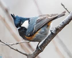 Attēlu rezultāti vaicājumam “Periparus ater”