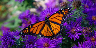Image result for monarch butterfly