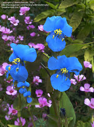 Attēlu rezultāti vaicājumam “Commelina coelestis”