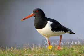 Attēlu rezultāti vaicājumam “Haematopus ostralegus adult”