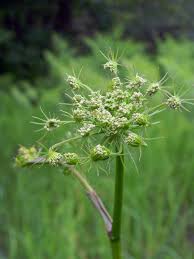 Attēlu rezultāti vaicājumam “Peucedanum oreoselinum flower”