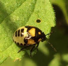 Attēlu rezultāti vaicājumam “Tritomegas bicolor imago”
