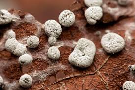 Attēlu rezultāti vaicājumam “Didymium squamulosum spores”