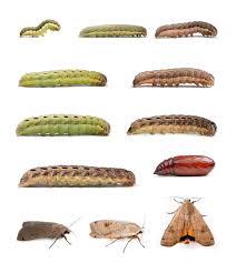 Attēlu rezultāti vaicājumam “Noctua pronuba”