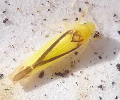 Attēlu rezultāti vaicājumam “Edwardsiana geometrica”