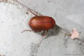 Attēlu rezultāti vaicājumam “Serica brunnea imago”