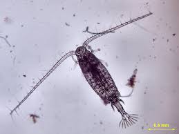 Attēlu rezultāti vaicājumam “Copepoda”