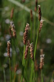 Attēlu rezultāti vaicājumam “Eleocharis uniglumis flower”