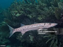 Image result for Dive Barracuda