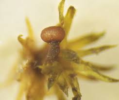 Attēlu rezultāti vaicājumam “Ophiotheca chrysosperma macro”