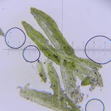Attēlu rezultāti vaicājumam “Gyroweisia tenuis”