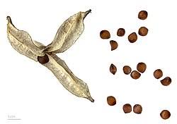 Attēlu rezultāti vaicājumam “Iris pseudacorus fruit”