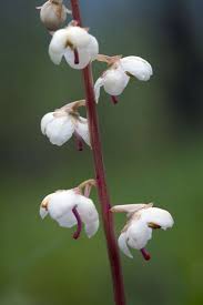 Attēlu rezultāti vaicājumam “Pyrola rotundifolia”