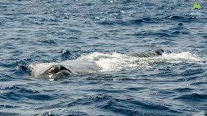 Image result for Physeter macrocephalus