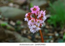 Attēlu rezultāti vaicājumam “Bergenia crassifolia flower”