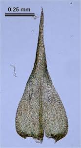 Attēlu rezultāti vaicājumam “Hypnum pallescens”