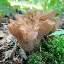 Attēlu rezultāti vaicājumam “Gomphus clavatus”