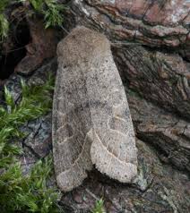 Attēlu rezultāti vaicājumam “Orthosia cerasi”