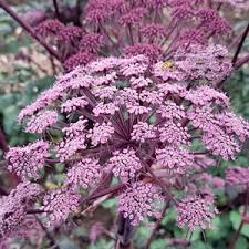 Image result for Angelica silvestris