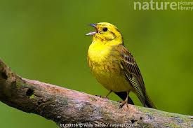 Attēlu rezultāti vaicājumam “Emberiza citrinella male”
