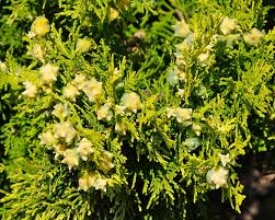 Attēlu rezultāti vaicājumam “Thuja occidentalis flower”